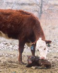 Cow_and_calf_K9486-1