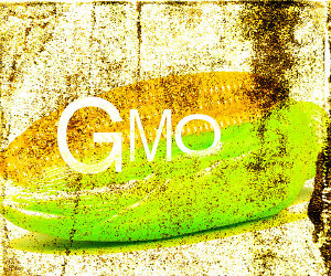 GMO_mais_300